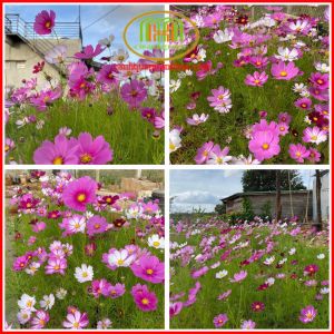 Hạt Giống Hoa Cúc Sao Nhái Kép Mix đa màu đa sắc vẻ đẹp mê mẩn không rời 20gr Minh Hân Garden