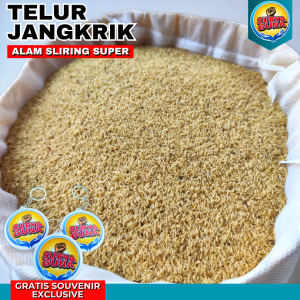 jual telur jangkrik tangerang alam sliring & madu kunyit 1 kg siap tetas kualitas super