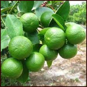 15pcs Kalamansi Seeds | Fresh Citrus Plant | Pangtanim sa Garden o Pot