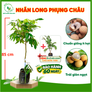 Cây Giống Nhãn Long Phụng Châu - Trái To Cơm Dày Hạt Nhỏ - Thơm Ngon - Dễ Chăm - Cây Giống Vân Anh