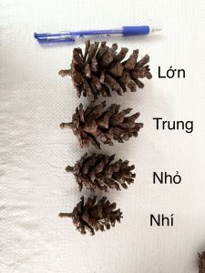 Quả thông khô tự nhiên . Quả thông khô phụ kiện trang trí làm đồ handmade  decor  chụp ảnh ... Combo 5 quả ( có nhiều size )