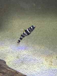 ปลาบู่เสือ