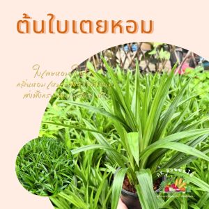 พันธุ์เตยหอม เตยหอม ใบเตยหอม ใบใหญ่ยาว ส่องพร้อมกระถาง6นิ้ว ผักสวนครัว ผักสวนครัวปลูกง่าย ผักสวนครัวพร้อมปลูก ผักออร์แกนิก