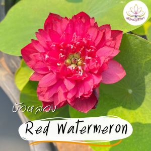 บัวหลวง เรด วอเทอร์เมล่อน (Red Watermelon)
