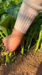 Guangdong 49 Cai Xin 25 Fast-growing sweet beet cabbage stems heat-resistant and high-temperature-tolerant vegetables for all seasons