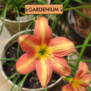 Umbi Bunga Rain Lily Rustic Ray - Rainlily Zephyranthes Hybrid