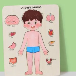 Wooden Internal Organs Multilayer Learning Anatomical Human Body Puzzle Early Education Toy