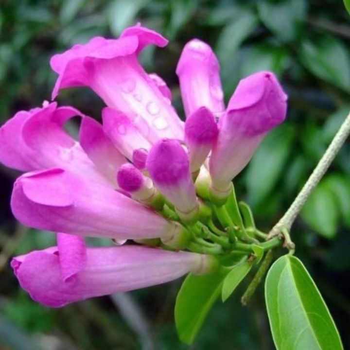 Climbing plants, garlic vines are easy to maintain and live, and are