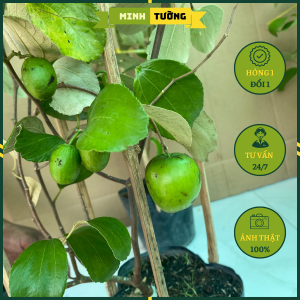 Cây Táo Thái Lan - Cây Ăn Quả Cây Cảnh Sân Vườn