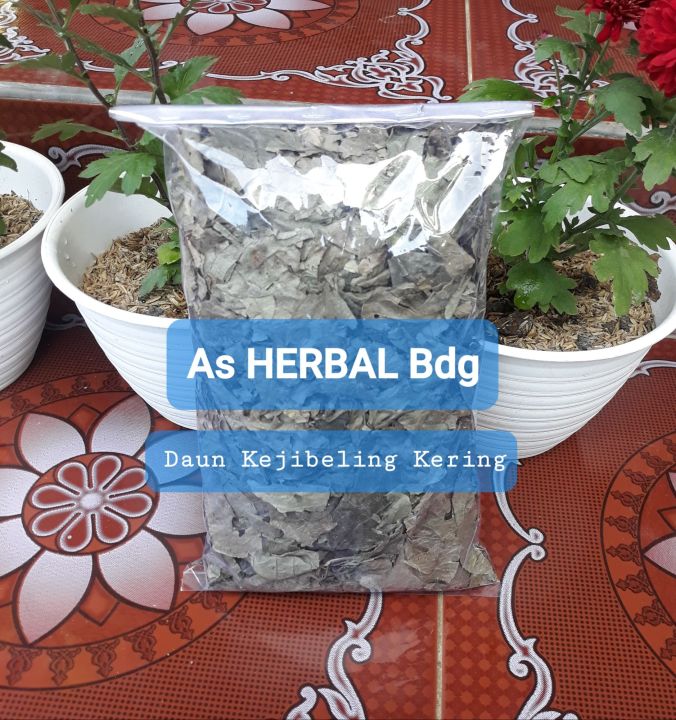 Daun Keji Beling Pecah Beling Kering 100 Gram | Lazada Indonesia