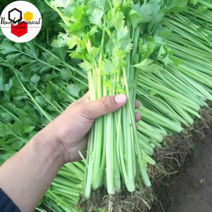 (1500 SEEDS) CELERY SEEDS/VENTURA VARIETY/FOR PLANTING/HIGH YIELDING
