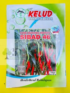 Benih Cabe Keriting SIBAD 46 Hibrida isi 10gr dari KELUD MANTAB