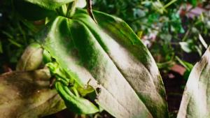 Thuốc diệt côn trùng thuốc diệt nấm và thuốc trừ sâu Safer Brand Garden SG5180 - Diệt côn trùng & ve - Kiểm soát & ngăn ngừa bệnh nấm - Được liệt kê OMRI cho sử dụng hữu cơ - 24 oz