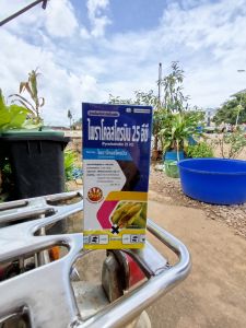 เฮดไลน์  ไพราโคลสโตรบิน 500ซีซี กำจัดโรคพืช โรคใบไหม้แผลใหญ่ ยางไหล โรคใบจุดสีม่วง โรคแอนแทรคโนส