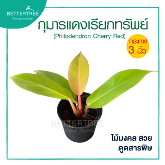 รูปจากผู้ขายบน Lazada: กุมารแดงเรียกทรัพย์ 3 นิ้ว ต้นไม้มงคล ต้นไม้ฟอกอากาศ ต้นไม้ ตั้งราคา ฿20 ขายแล้ว 523 ชิ้น