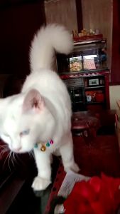kalung kucing mewah dan elegant biru muda yg menawan bikin kucing  jadi canrik lucu  bikin gemes