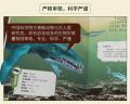 8 BOOKS - Dinosaurs Jurassic Park Encyclopedia Phonetic Chinese Hanyu Pinyin Educational Reading Storybook Kids Children Book. 