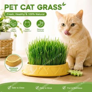 Pet Cat Grass Planting Pot Grow Box Catnip Grass Kit Without Soil Cat Grass Hydroponic with Tray