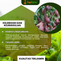 Obat Hama Tanaman Kakao / Obat Semprot Kakao / Obat Fungisida Tanaman Kakao / Obat Buah Kakao / Obat Hama Kakao / Pestisida Tanaman Pohon Kakao. 
