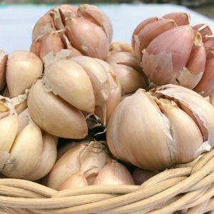 Bawang Putih Biasa Segar | Honan | 1KG | 500GR | 250GR | 100GR | 50GR