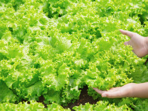 (2kg) Đất trồng rau sạch DS-01 từ mụn dừa Bến Tre đã ủ xử lý (chiết lẻ)