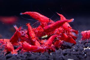 Fire Red Shrimp NeoCaridina 5pcs/10pcs/20pcs by Aquatic Crave
