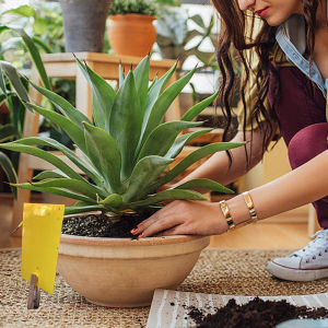 【New Arrival】 50pcs Strong Flies Traps Bugs Sticky Board Catching Insects Pest Killer