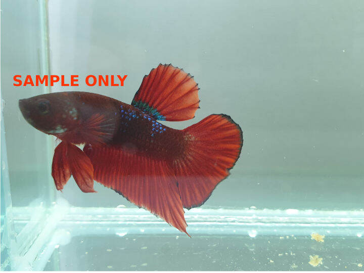 Lazada clearance betta fish