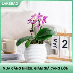 【LAKEBAO】 Tự động hấp thụ nước Tự tưới cây chậu hai lớp trong suốt bình hoa nhựa trang trí nhà 1PC