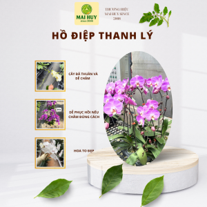 COMBO 5 CHẬU HỒ ĐIỆP THANH LÝ HOA TO CẮT CÀNH ĐỦ MÀU - MAI HUY SINCE 2008