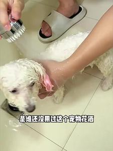 Pet Shower Sprayer for Cats & Dogs Bath Massage Grooming Tool