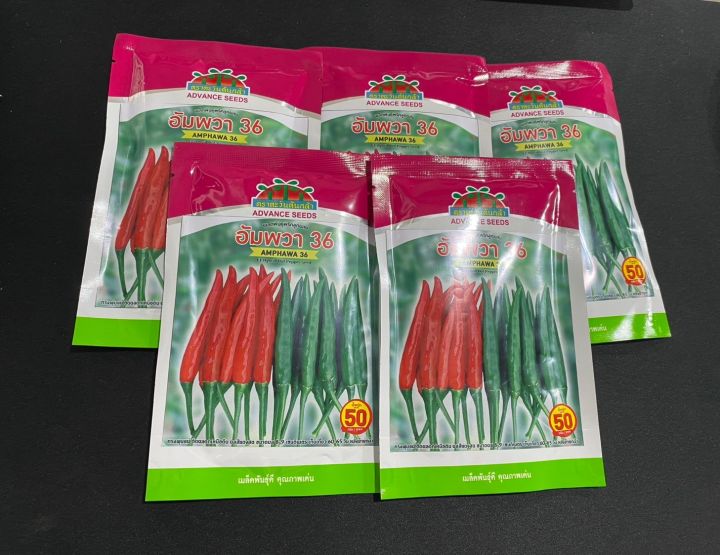 พริกลูกผสมอัมพวา36 ตะวันต้นกล้า เมล็ดพันธุ์พริกกลิ่นหอม