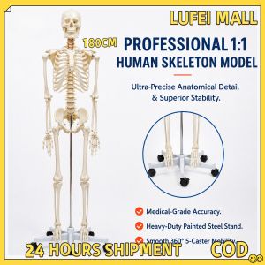 180CM Human Skeleton Model 180CM Life Size Clear Bone Texture Include Nerve Roots Plastic Anatomica School Mannequin