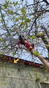 Đầu kéo tỉa cành cắt cành cây trên caohái quả kết hợp cưa cành-kéo có cưa 2in1