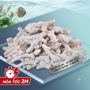 San Hô Vụn 3KG Lọc Nước Bể Cá Tăng pH Ổn Định Vi Sinh Tốt