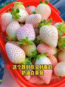 High-quality Seeds White Butter Strawberry Seeds Easy To Grow Seeds 100% Original Seeds Fresh Non GMO High Yield Suitable for Novice Growers Seeds of Good Quality Are Easy To Grow Seeds Can Be Planted Both Indoors and Outdoors Legit Seeds
