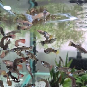 Assorted female guppy female guppy fish aquarium fish freshwater guppy peaceful community fish aquascape fish guppy breeding group | TAG Ecohill