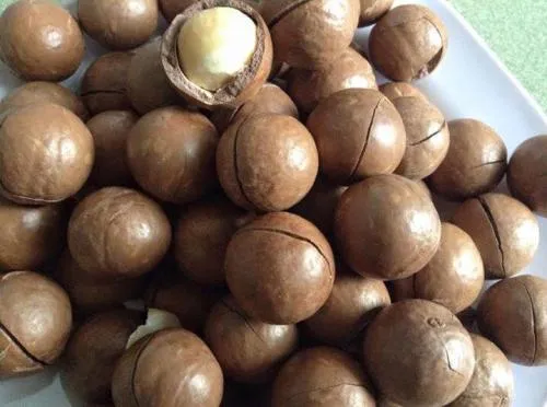 Hạt macca vỏ nứt tự nhiên Mourad’s Coffee & Nuts Macadamia In Shell 500g tặng kèm đồ tách vỏ