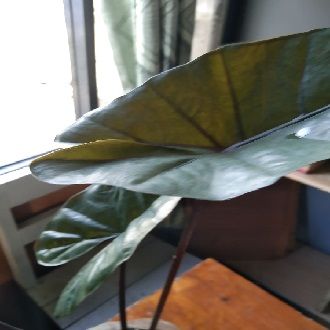 Colocasia esculenta 'Black Magic