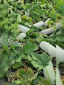 The winter melon is growing everywhere including the pink-skinned and black-skinned varieties and is a year-round vegetable