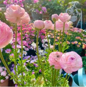 Combo 3 củ giống hoa hồng mao lương mix màu - FlowerSeeds