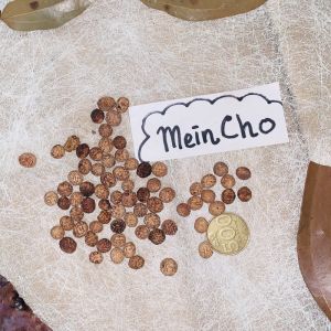 (10 biji) Kolase Biji Genitri Ginitri Jenitri Jinitri Kecipir Botor Hitam Bidara Dekorasi Rustik