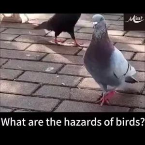 【No birds within 500 meters】 repellent 2 pcs repellent outdoor Penghalau burung merpati Pigeons repellent Crow repellent scarer Original Can be used on farmlan。。。