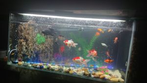 Led bể cá kiêm sục khí 2 trong 1