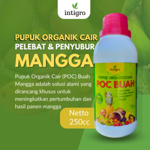 Pupuk Cair Pelebat Buah Mangga / Obat Penyubur Buah Mangga / POC Pupuk Penyubur Pembesar Buah Mangga