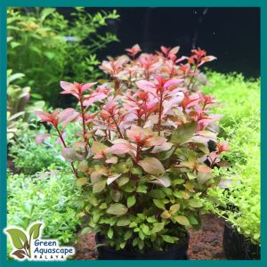 Ludwigia Super Red Mini 玫瑰叶底红 - aquarium aqua plant [lowtech]