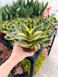 Sansevieria Golden Hahnii (Yellow Green) Birds Nest Snake Plant Indoor Snake Plant with Pot