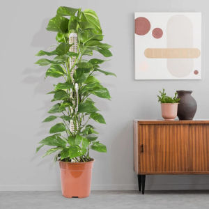 Plant Climbing Frame Stackable Plant Moss Stick Plastic Hollowed Design Moss Pole Potted Plants Climbing Supporting Stick