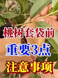 LZD Peach Special Bag Peach Yellow Peach Paper Bag Loquat Mango Waterproof Insect-Proof Bird Shading and Ventilation Fruit Bag