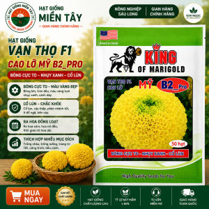 (Gói 50 hạt) Hạt Giống Hoa Vạn Thọ Mỹ KING SUTU B2 -Pro - cao lỡ - nhụy xanh- cổ lùn ( bông to chắc- cổ mập )